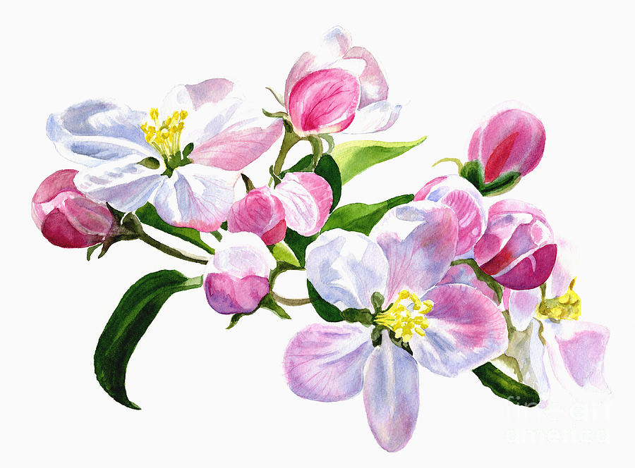 Pink Apple Blossoms Painting by Sharon Freeman
