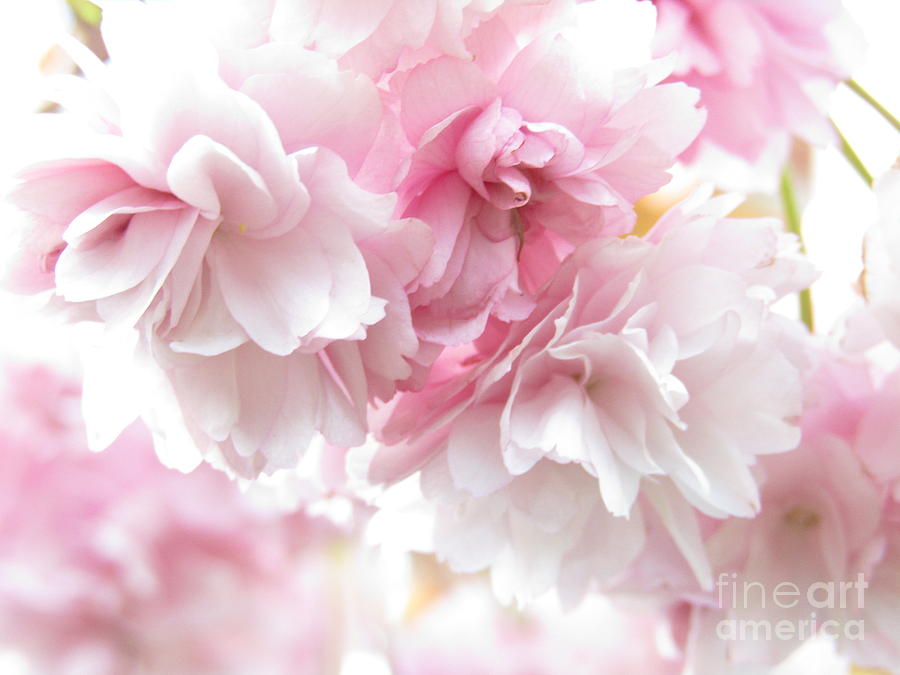 Pink April Photograph by Kim Tran