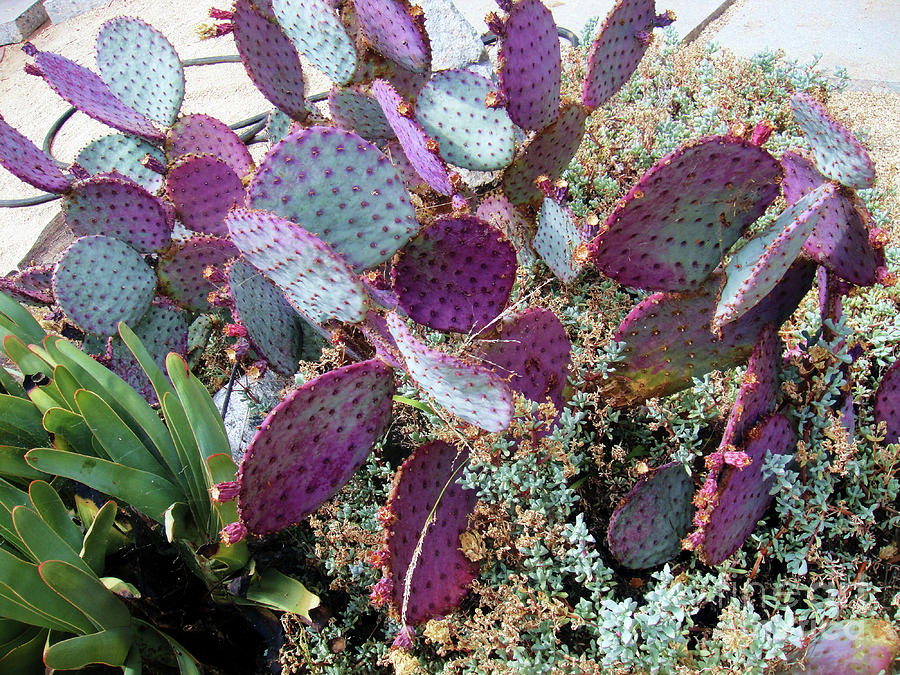 Pink-aqua Cactus Photograph By Sofia Goldberg - Pixels