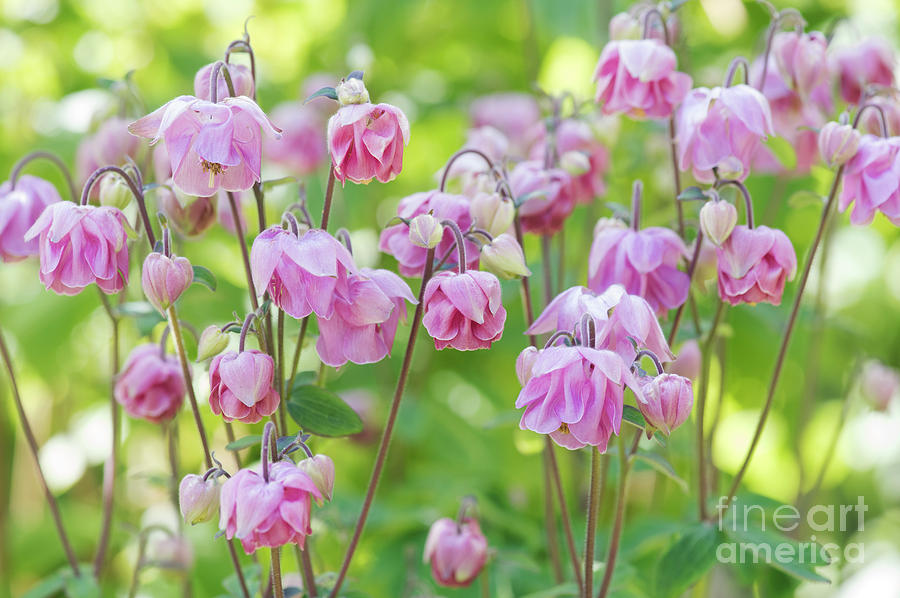 Pink Aquilegia Flowers Photograph by Tim Gainey