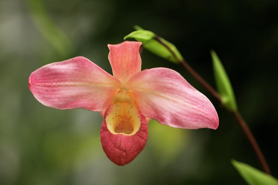 Pink Asian Slipper Orchid Photograph by Lori Rider - Fine Art America