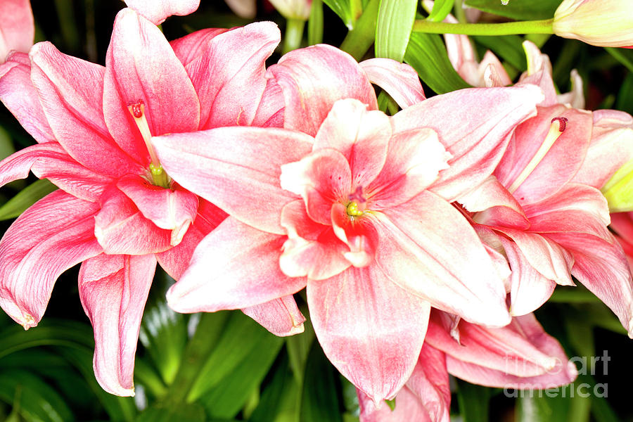 Pink Asiatic Lilies Photograph by Anthony Totah