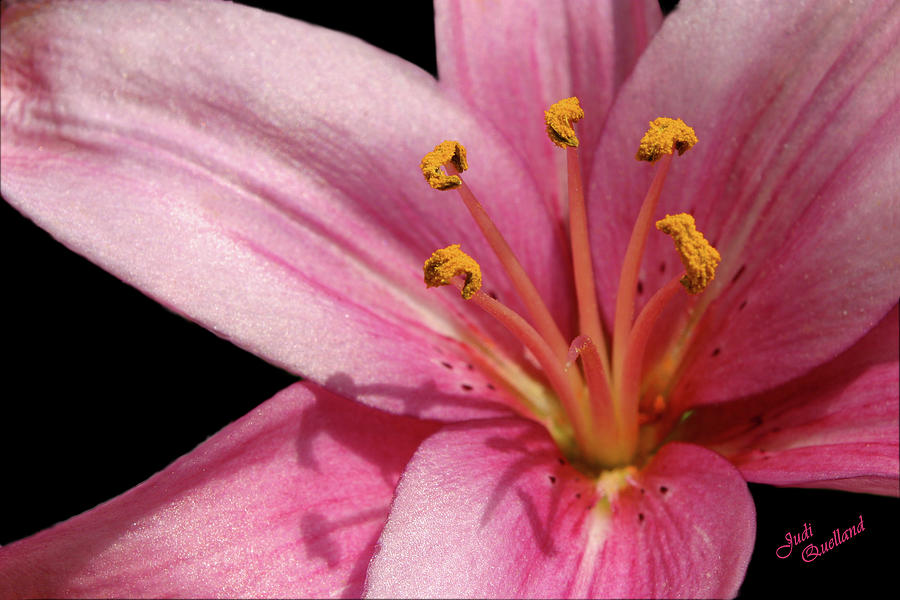Pink Asiatic Lily Photograph by Judi Quelland