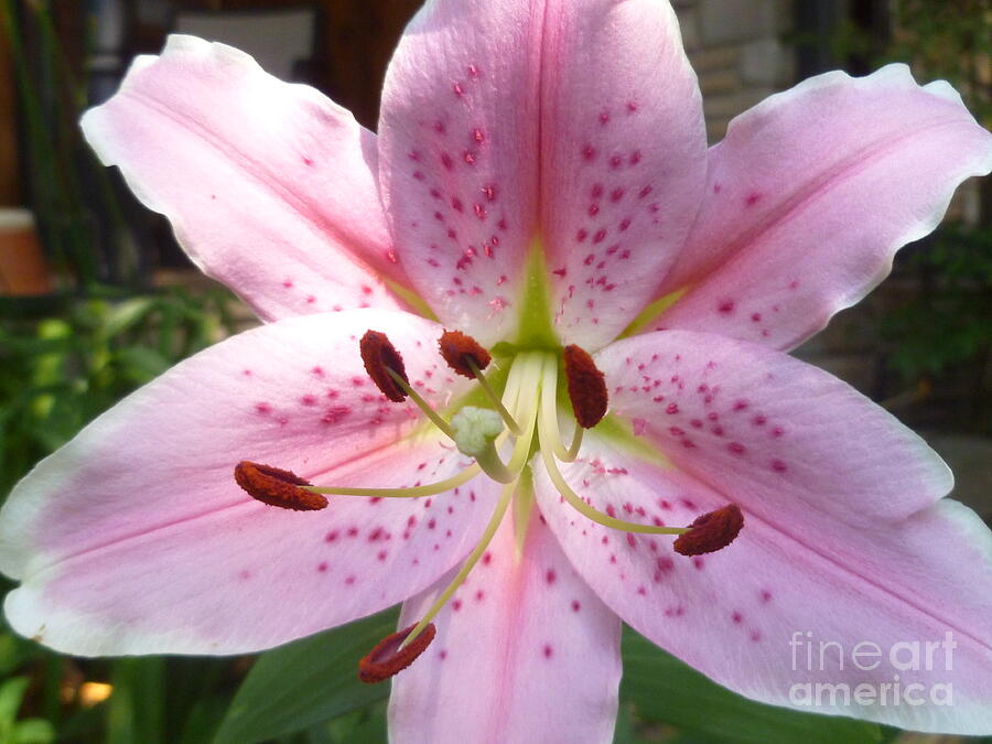 Pink Asiatic Lily Photograph by Lingfai Leung