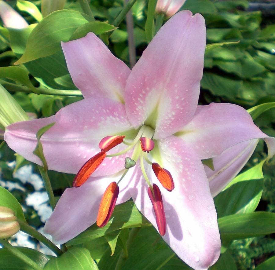 Pink Asiatic Lily Photograph by Sholeh Mesbah - Fine Art America