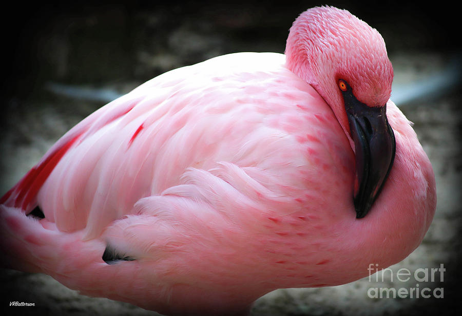 Pink at the Memphis Zoo Photograph by Veronica Batterson