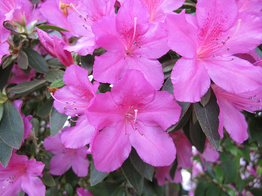 Pink Azalea 2 Photograph by Cindy Kellogg - Fine Art America