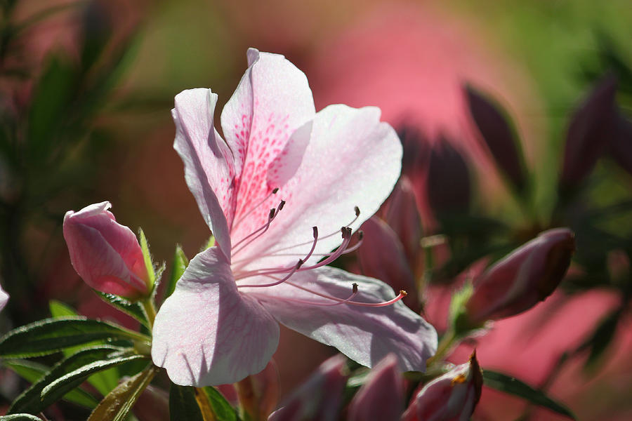 Spring Photograph - Pink Azalea Dreams by Suzanne Gaff