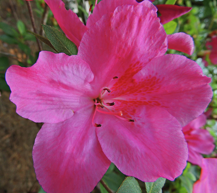 Flower Photograph - Pink Azalea Jewel by Marian Bell