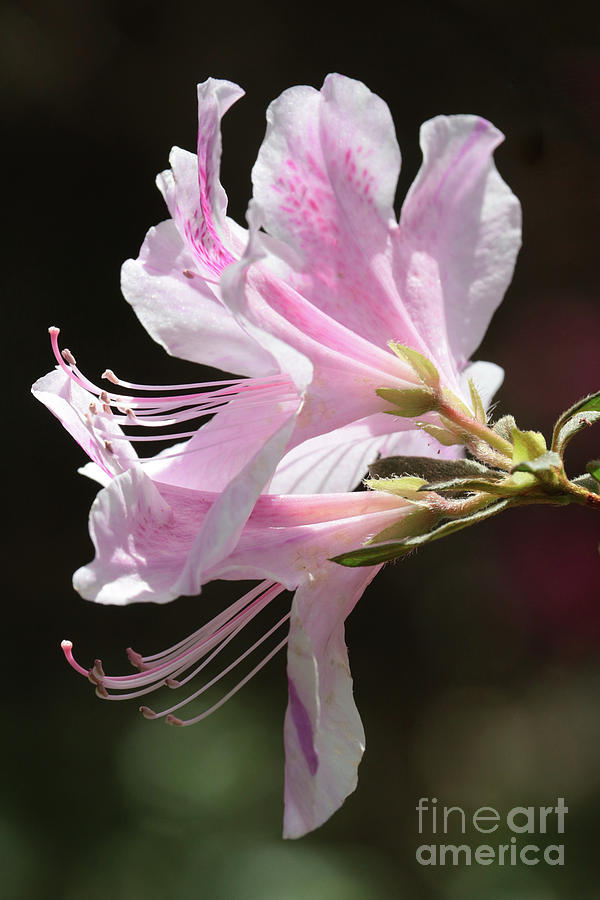 Nature Photograph - Pink Azalea Macro by Carol Groenen
