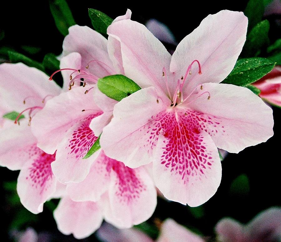 Pink Azaleas Photograph by Bindu Viswanathan