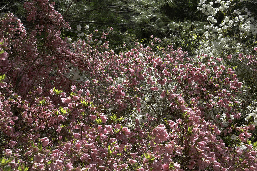 Pink Azaleas Blooming at Happy Hollow Park Photograph by Teresa Mucha
