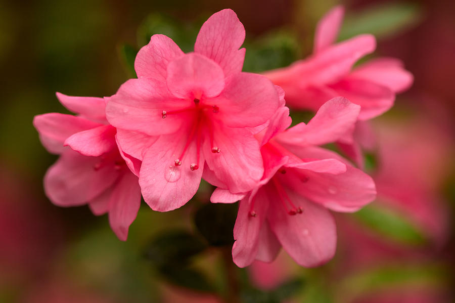 Pink Azaleas Photograph