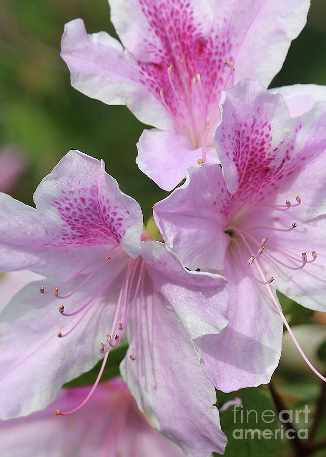 Spring Photograph - Pink Azaleas Closeup by Carol Groenen