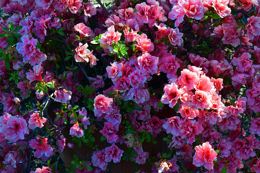 Spring Photograph - Pink Azaleas by Frank Wilson
