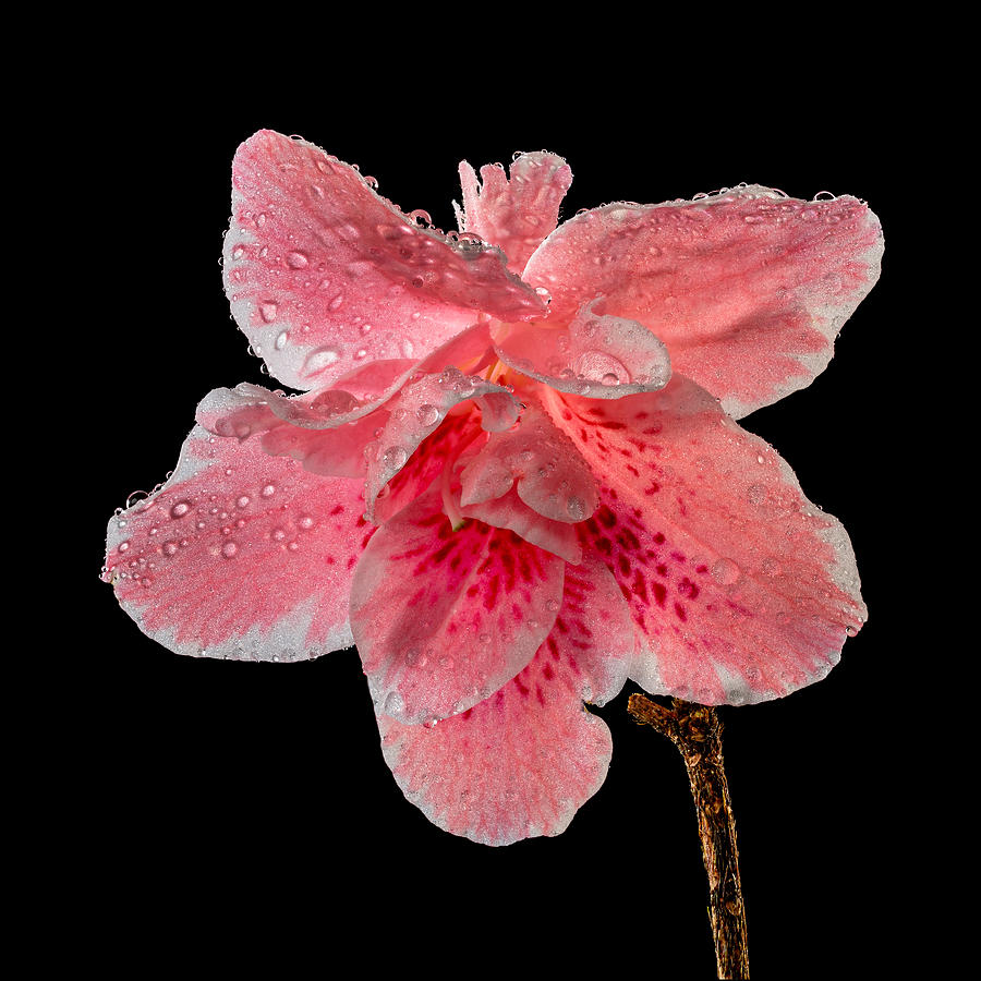 Pink Azalia Drops 2 Photograph by Mary Jo Allen