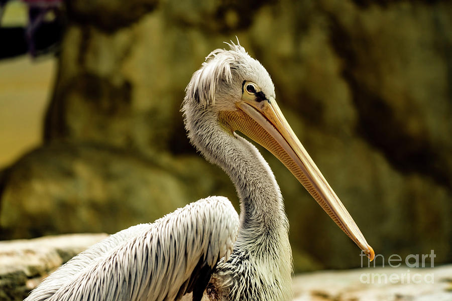 Pink back pelican Photograph by Sam Rino
