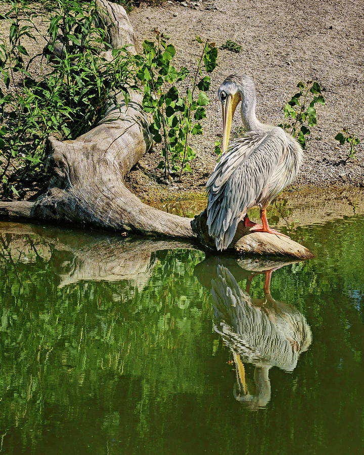 Pink-backed Pelican - Reflection Photograph by Nikolyn McDonald