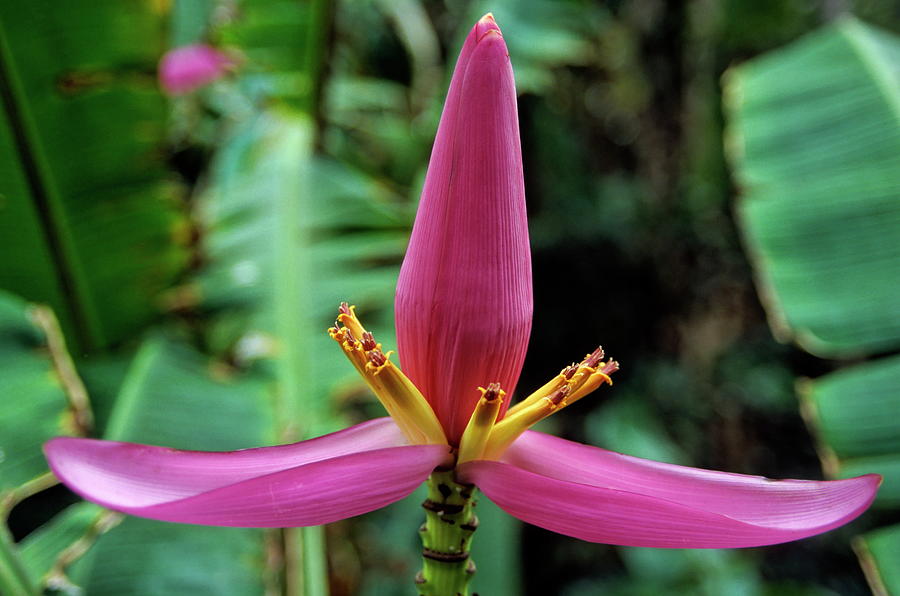 Banana Photograph - Pink banana flower growing on the island of Tanna by Sami Sarkis