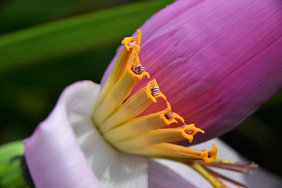 Pink Banana Flower Photograph by Heidi Fickinger