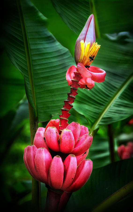 Pink Banana Tree Photograph by Carolyn Derstine