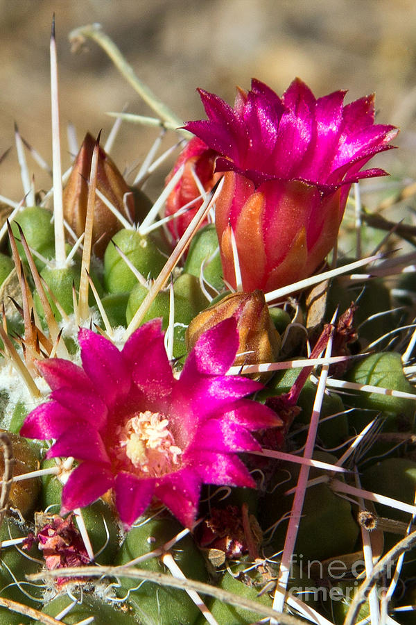 Pink Barrel Cactus Flowers Photograph by Kelly Holm