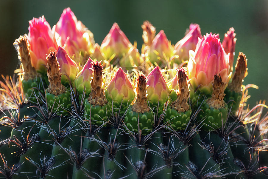 Pink Barrel Cactus  Photograph by Saija Lehtonen