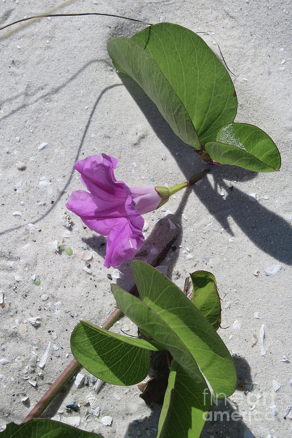 Pink Beach Flower in the Sand Photograph by Carol Groenen