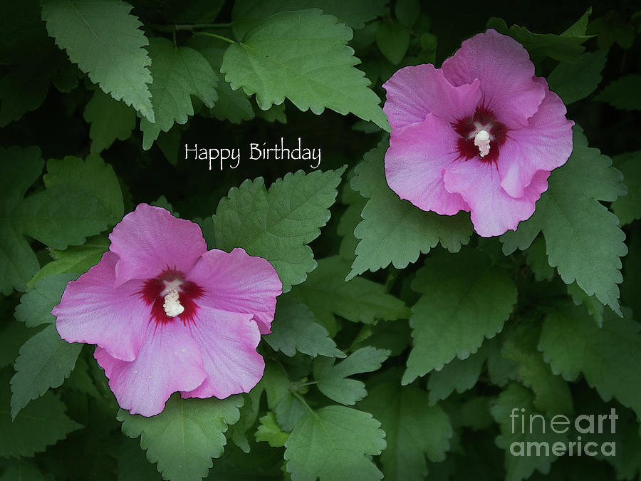 Pink Beauties - Happy Birthday Photograph by Ann Horn
