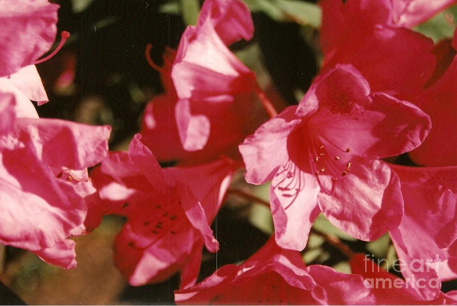 Flower Photograph - Pink Beauties by Brian Edward Harris Flower Photograph - Pink Beauties by Brian Edward Harris