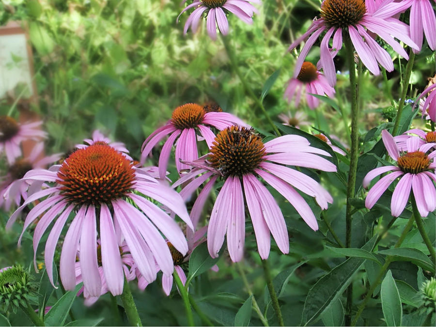 Pink beauties Photograph by Judith Cannon - Fine Art America