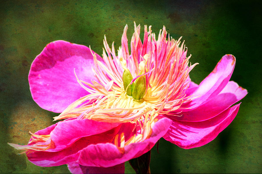 Pink Beauty Photograph by Bonnie Bruno