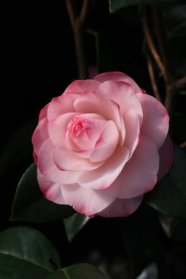 Pink Beauty Camellia Photograph by Tammy Pool