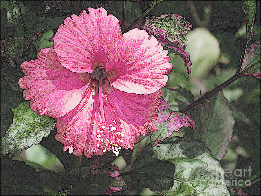 Pink Beauty Photograph by Carol Lloyd