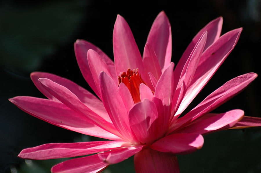 Lily Photograph - Pink Beauty by Carolyn Marshall
