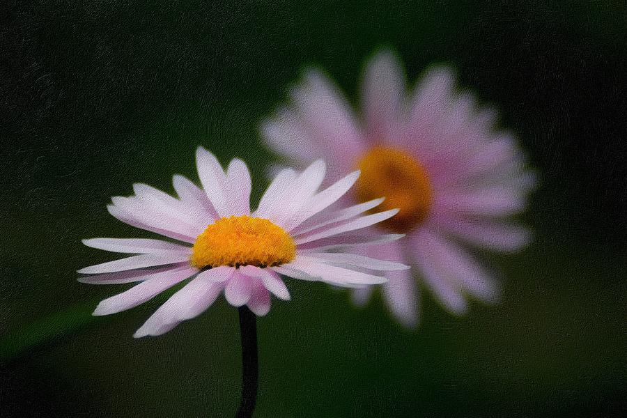 Flower Mixed Media - Pink Beauty by Georgiana Romanovna