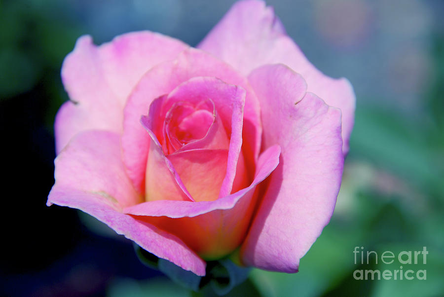 Flower Photograph - Pink Beauty Queen by Susanne Van Hulst