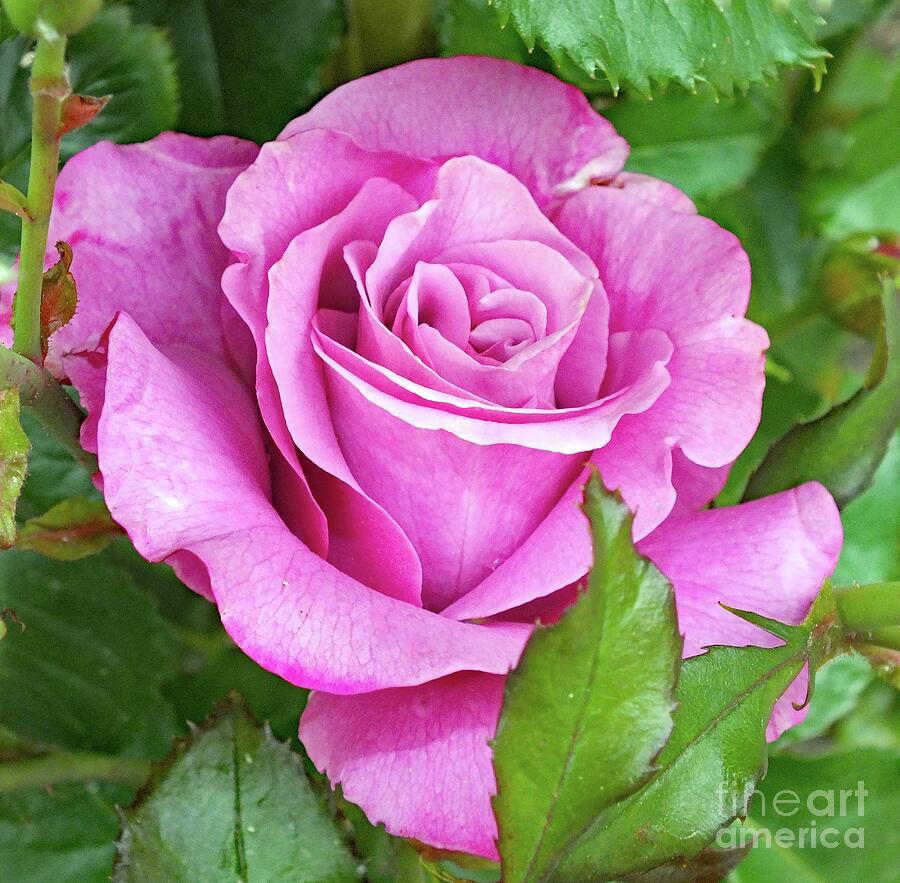 Pink Beauty - Rose Photograph by Cindy Treger - Fine Art America