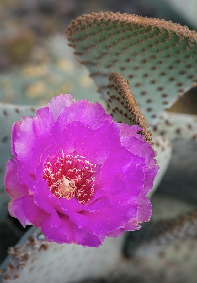 Pink Beavertail Cactus  Photograph by Saija Lehtonen