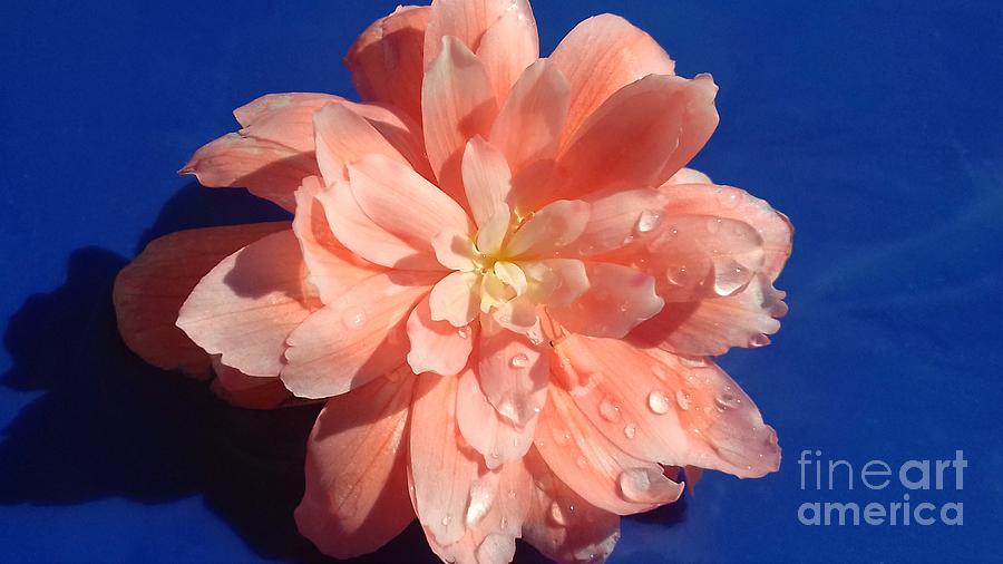 Pink Begonia After the Rain Photograph by Joan-Violet Stretch