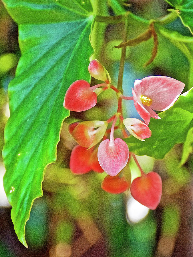 Red Begonia Plant for Festival in Pilgrim Place in ClaremontCalifornia