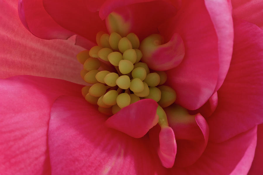 Pink Begonia Stamen - Macro Photograph by Sandra Foster