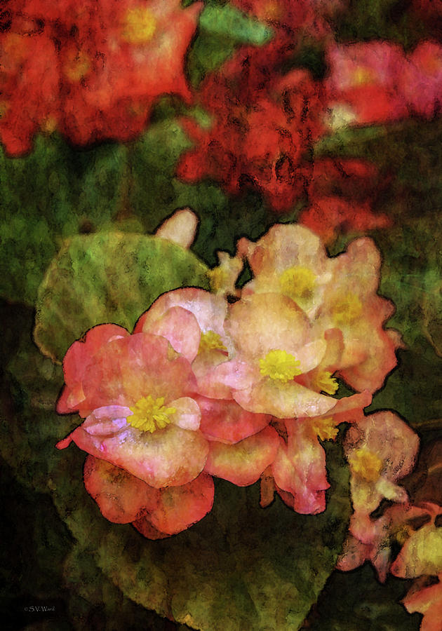 Pink Begonias 2576 IDP_2 Photograph by Steven Ward