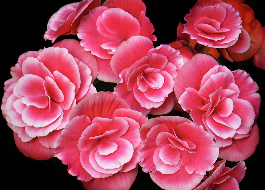Pink Begonias Photograph by Dave Mills