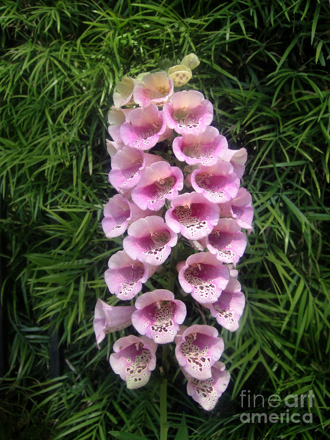 Flower Photograph - Pink bell flowers. Foxglove 01 by Sofia Goldberg