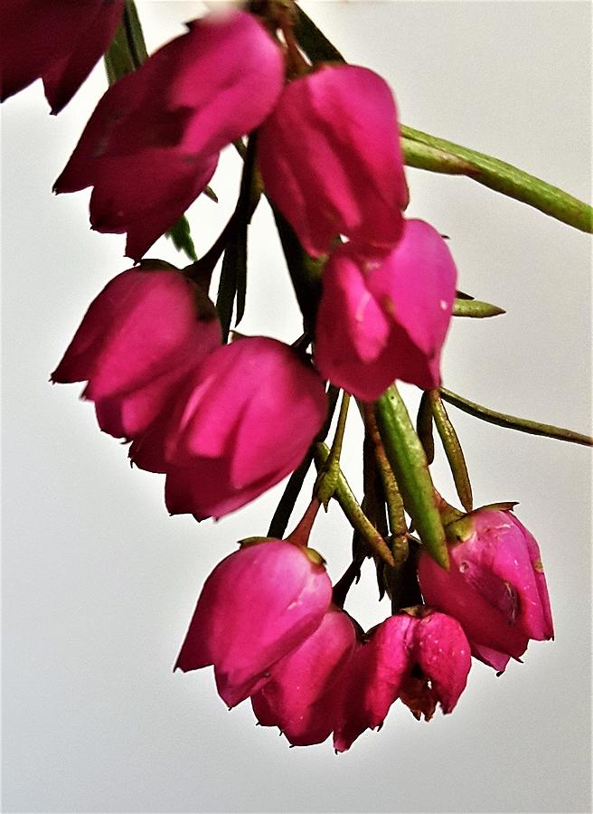Pink Bells Photograph by Jim Harris