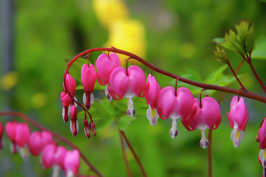 Pink bells Photograph by Paula Cruz Cornejo - Fine Art America