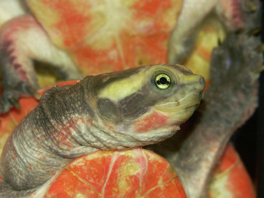 Pink Belly Short Necked Or Red Bellied Side Necked Turtle Emyd Photograph By Henk Wallays