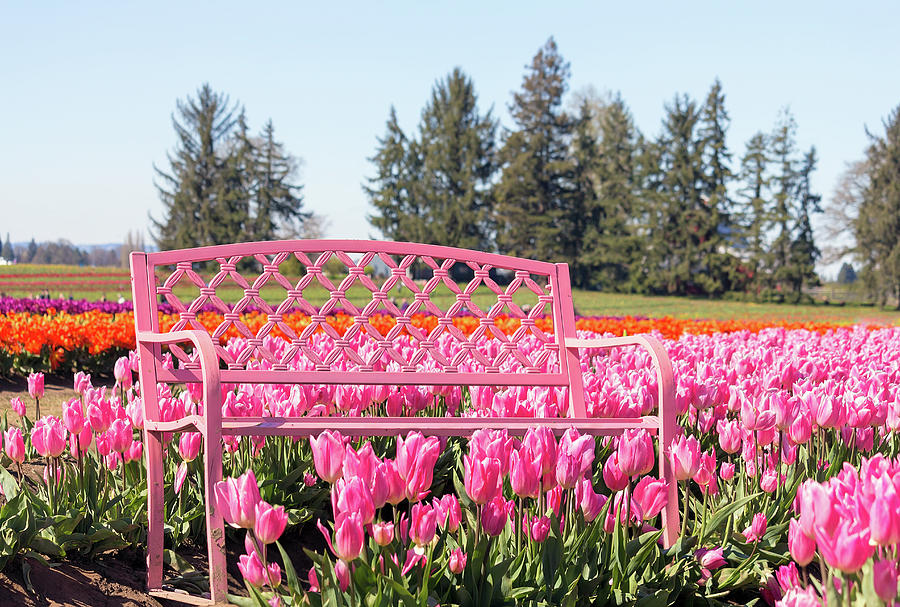 Pink Bench at Tulip Farm Photograph by David Gn