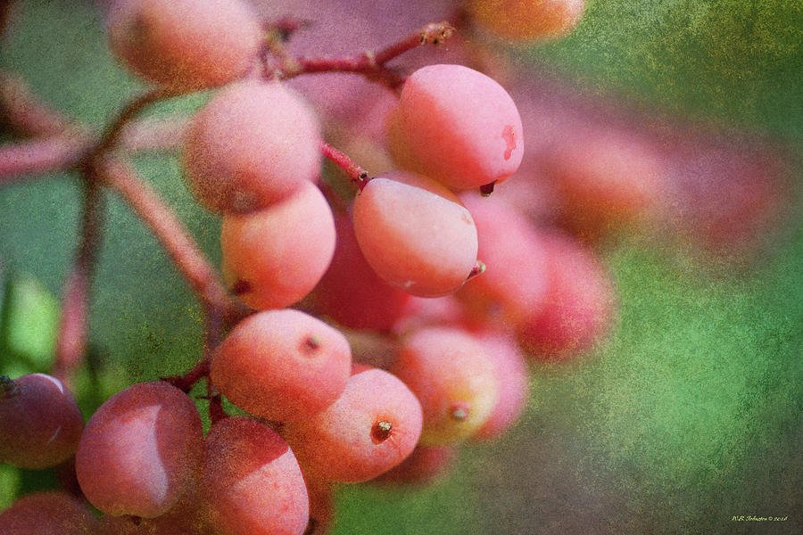 Pink Berries 3 Photograph by WB Johnston